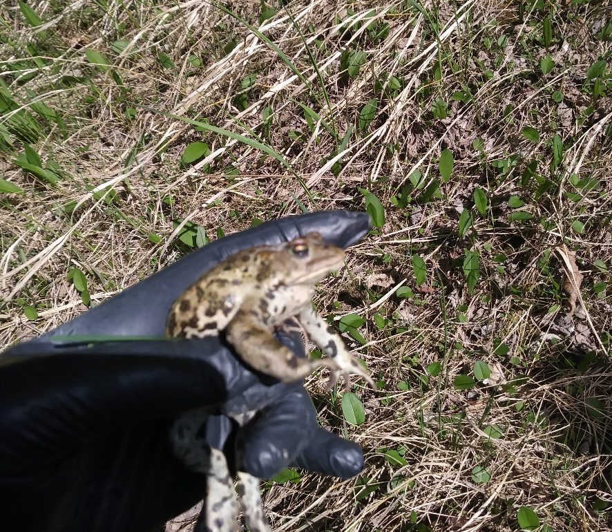 Boreal Toad found in Dyea.