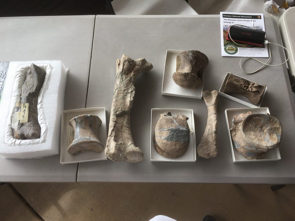 Juvenile Diplodocus vertebrae, plus limbs. The finished foam bed is for an Abydosaurus foot bone.