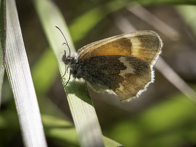 MothBusters: Testing a Common Myth About a Small Butterfly